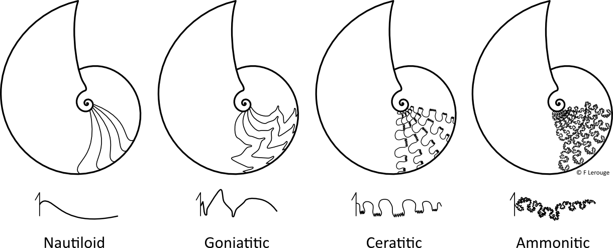 Ceph_Sutures3.png Ceph_Sutures3.png