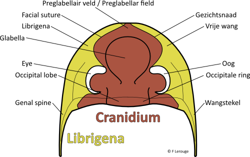 Cephalon1.png Cephalon1.png